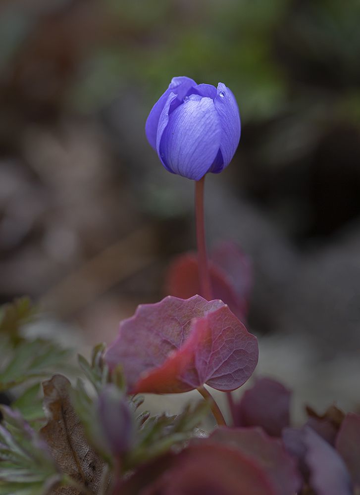 Джефферсония