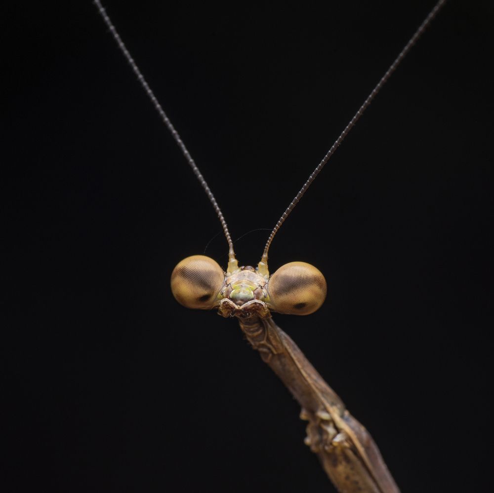 Macro eye of mantis