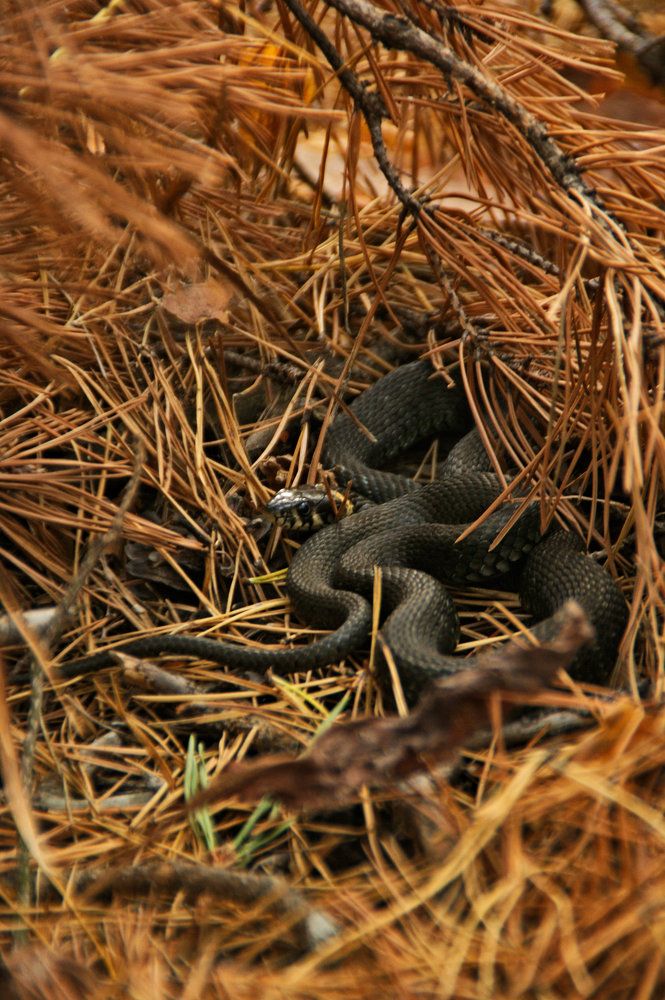 Охраняя свои покои.