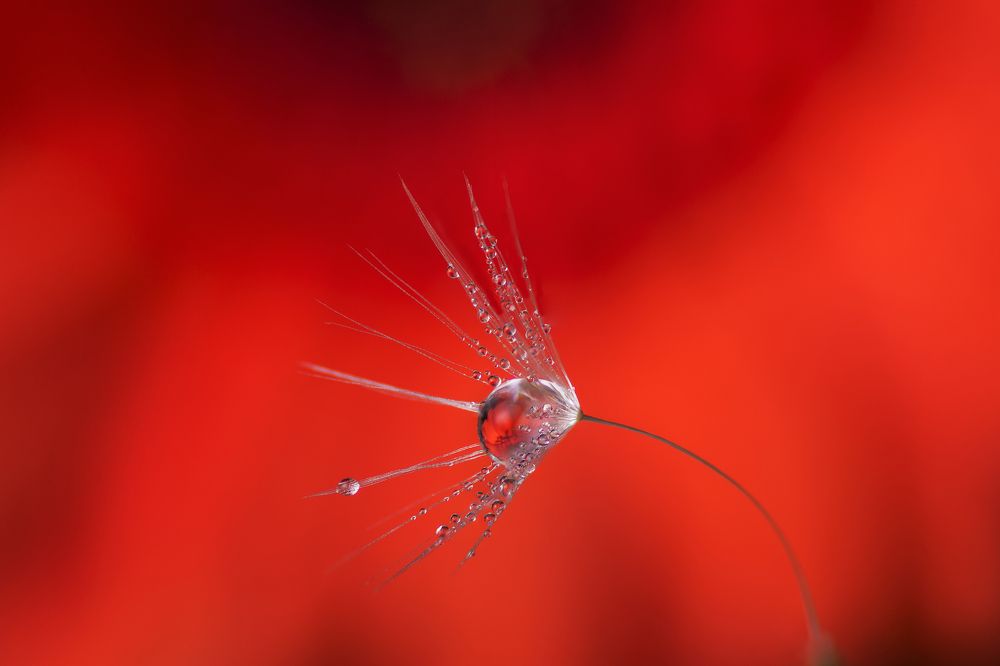 Photograph by Максим Вышарь