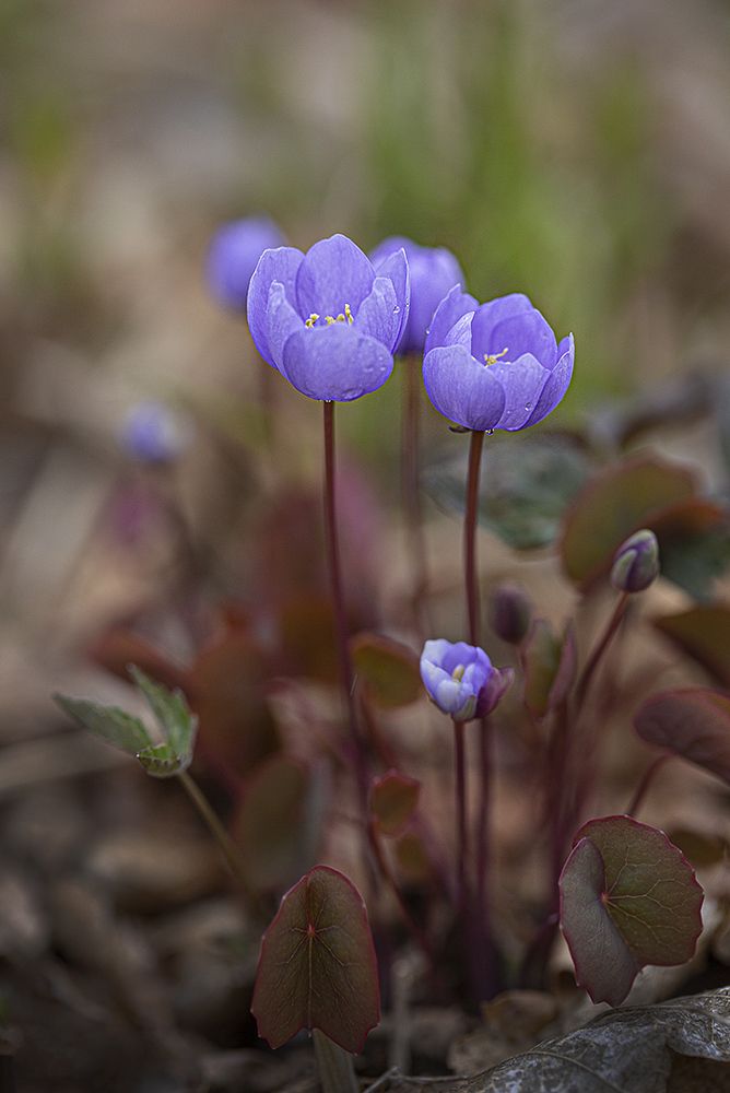 Джефферсонии