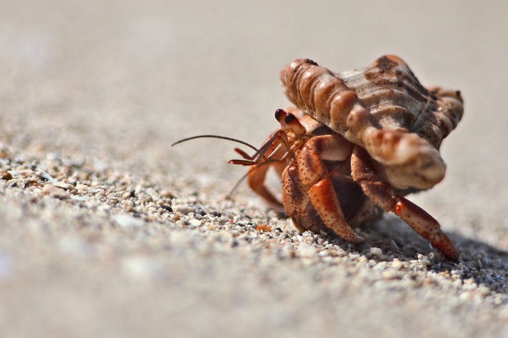 Photograph by victoria chaikova