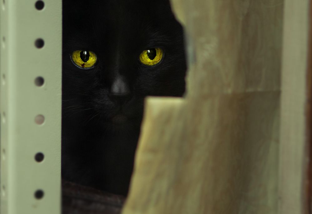 Photograph by victoria chaikova