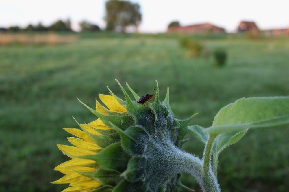 Photograph by Инна Карасева
