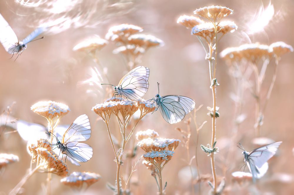 Photograph by Татьяна Крылова