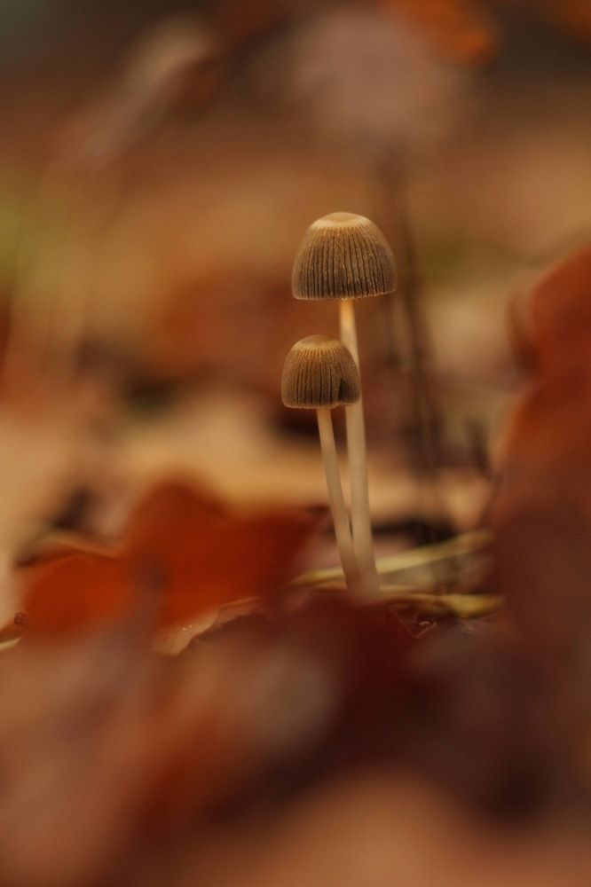 Photograph by Евгения Уманец