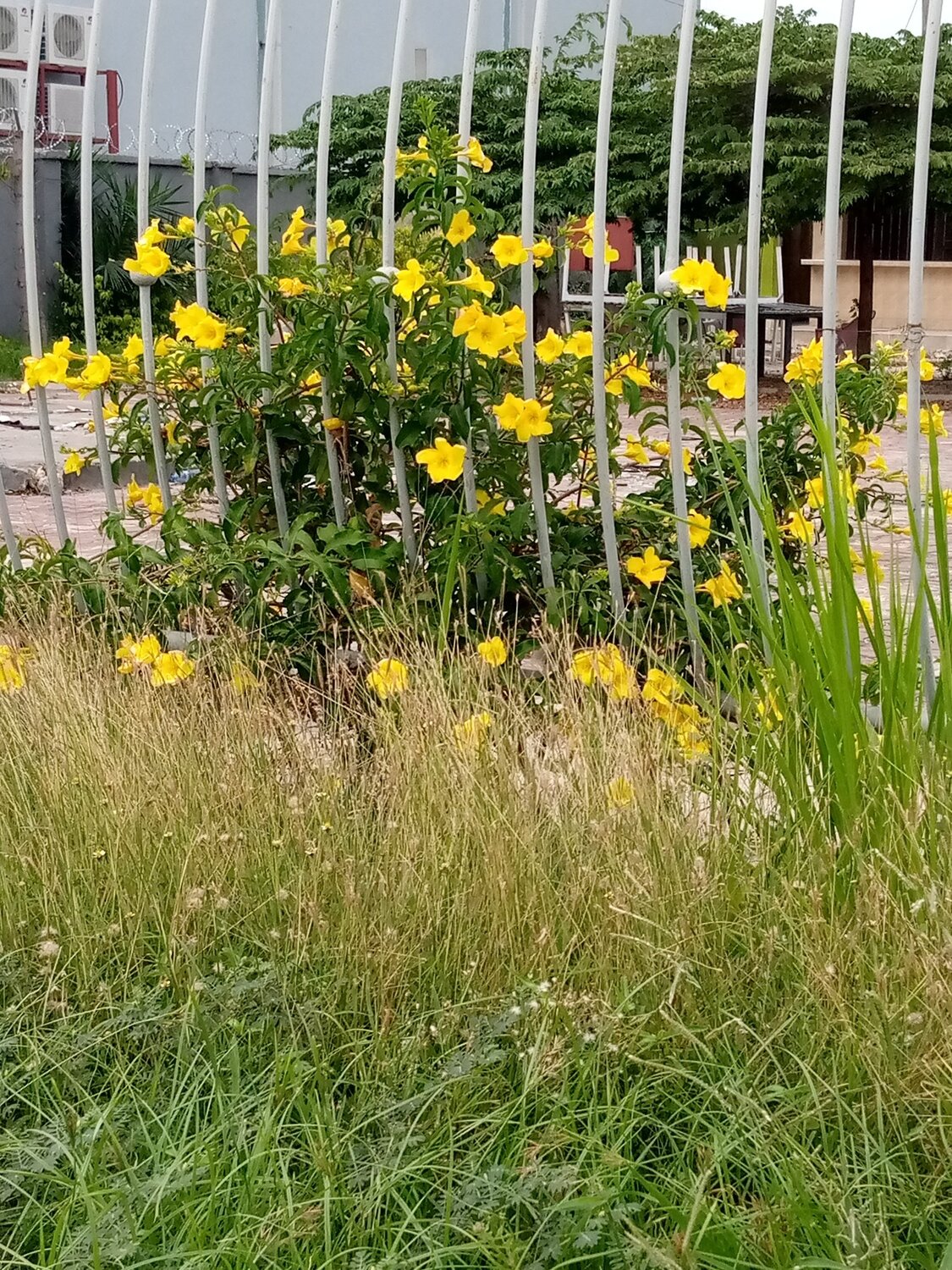 Fence beauty