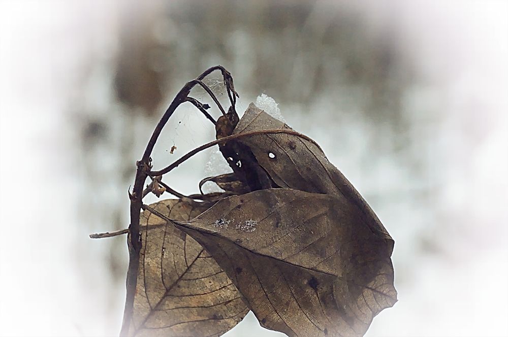 Вынужденный выбор.