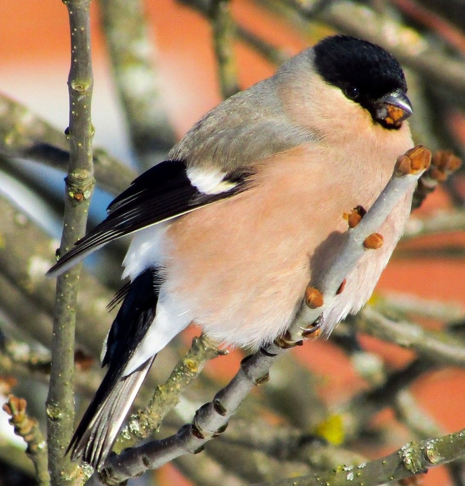 Снегирь(самочка)