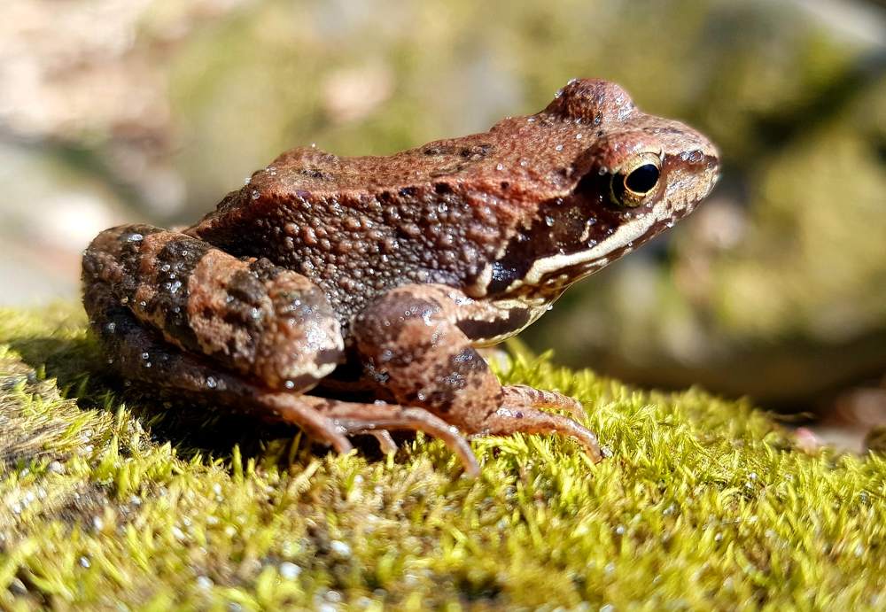 Царевна лягушка