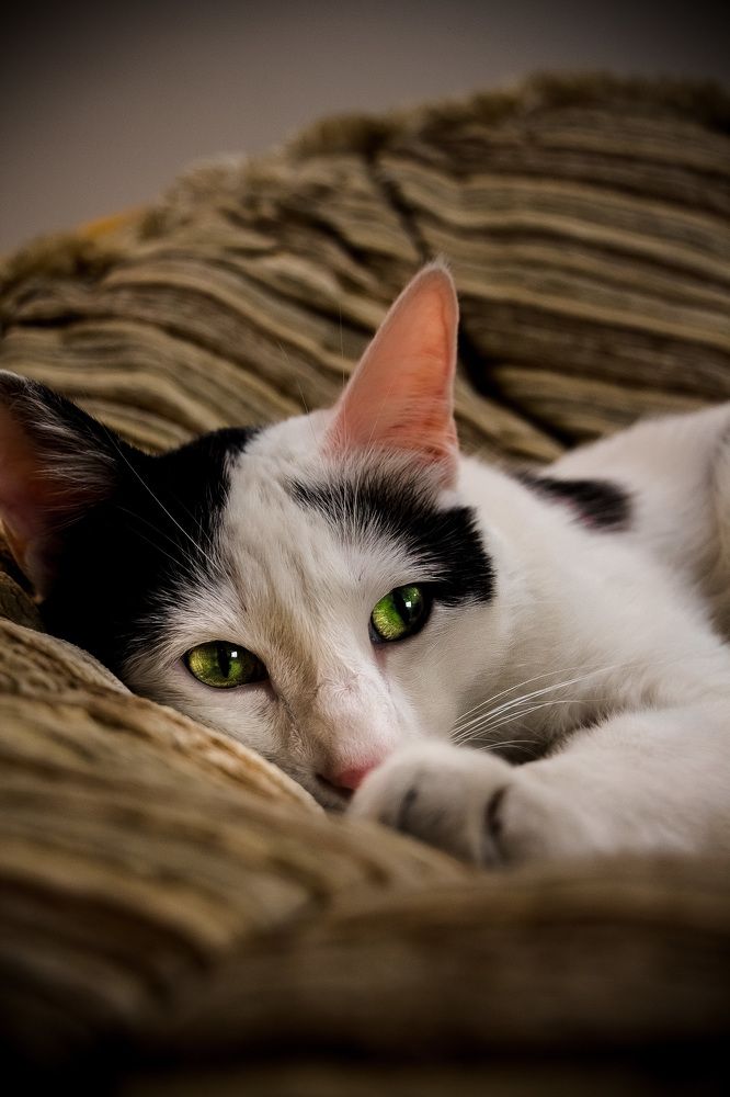 Photograph by Mohammad Javady