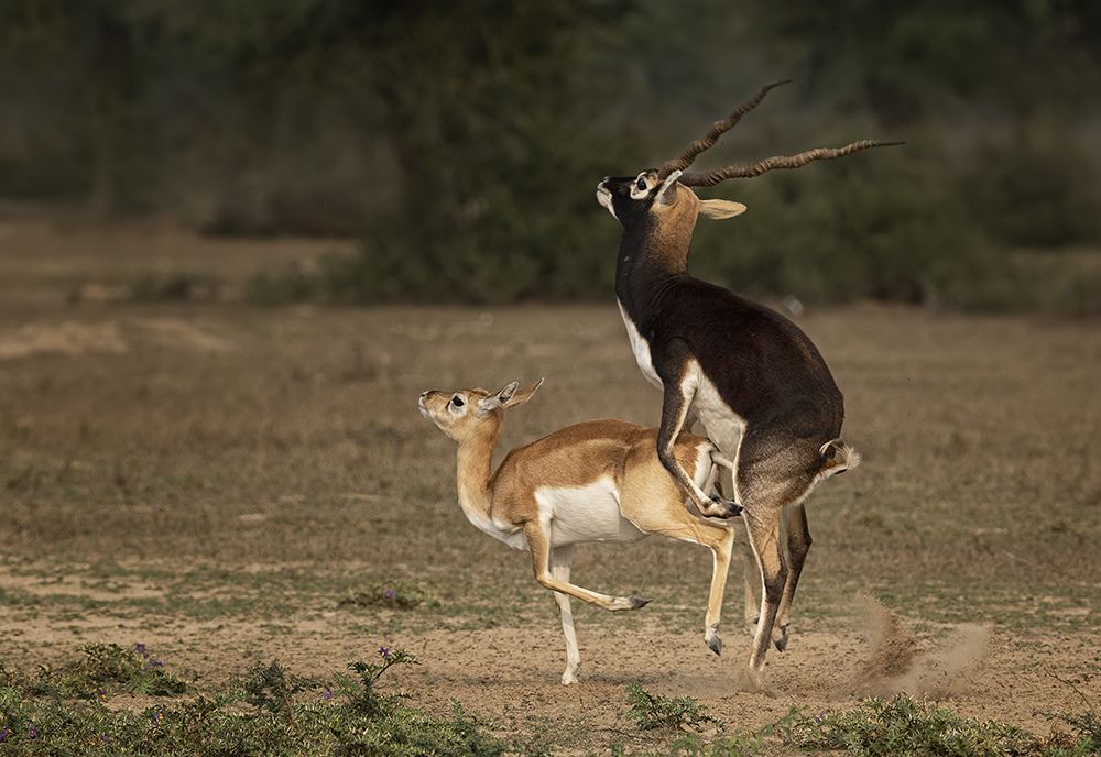 Black Buck Mating