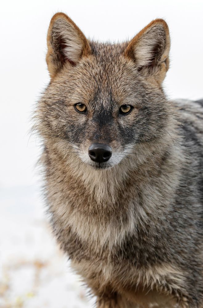 Золотой шакал