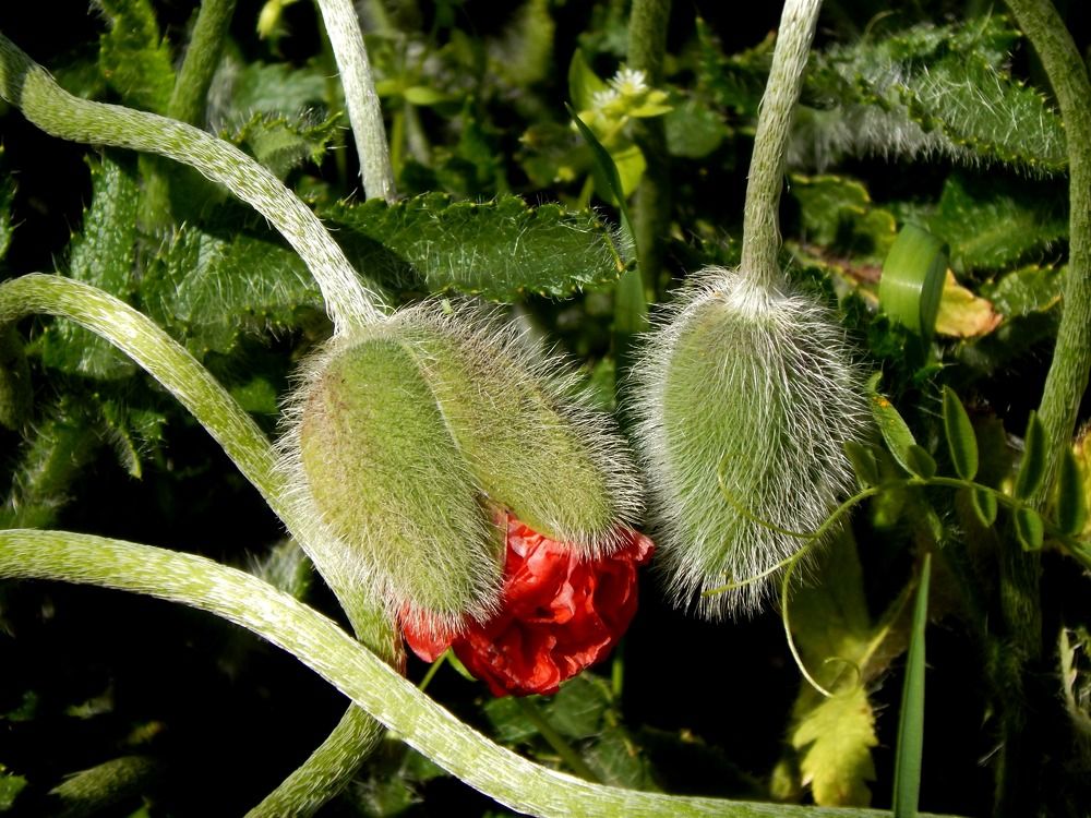 Весне навстречу