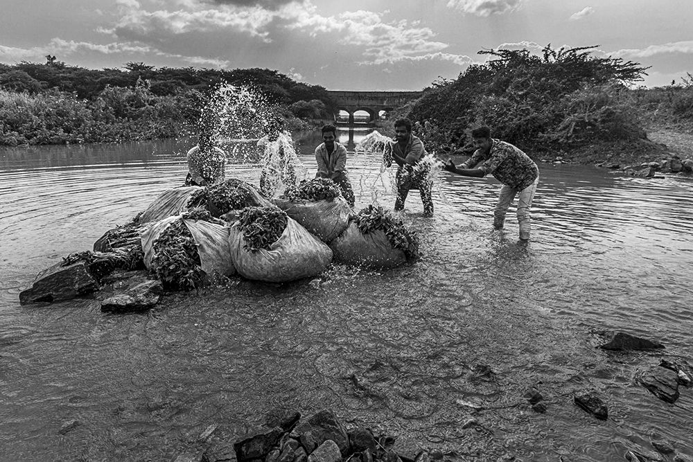 Фотография автора Radhakrishna Rao