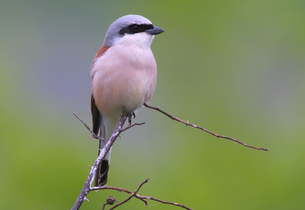 Обыкновенный жулан