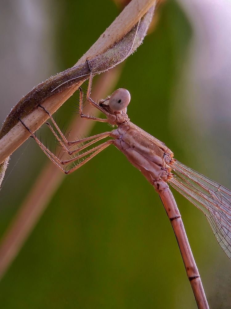 Photograph by Chutu Sing