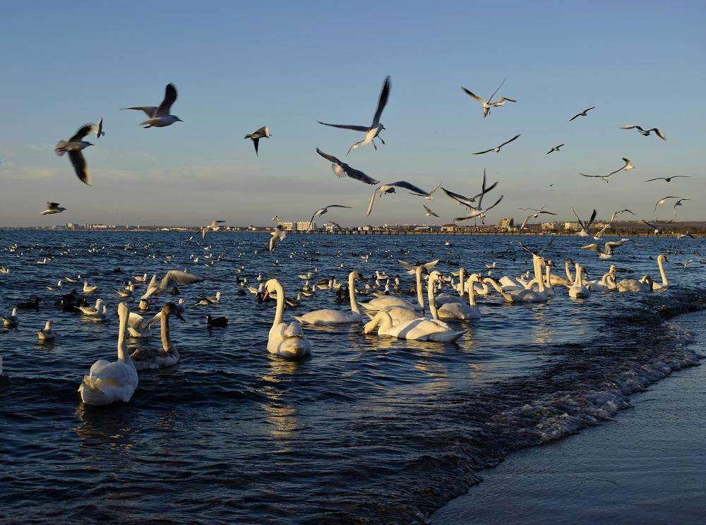 Photograph by Ирина Дашкова-Красникова