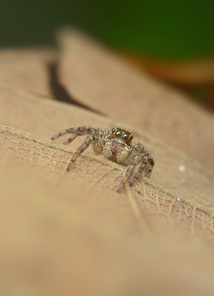 Photograph by MD AKBAR HOSSAIN Akbar