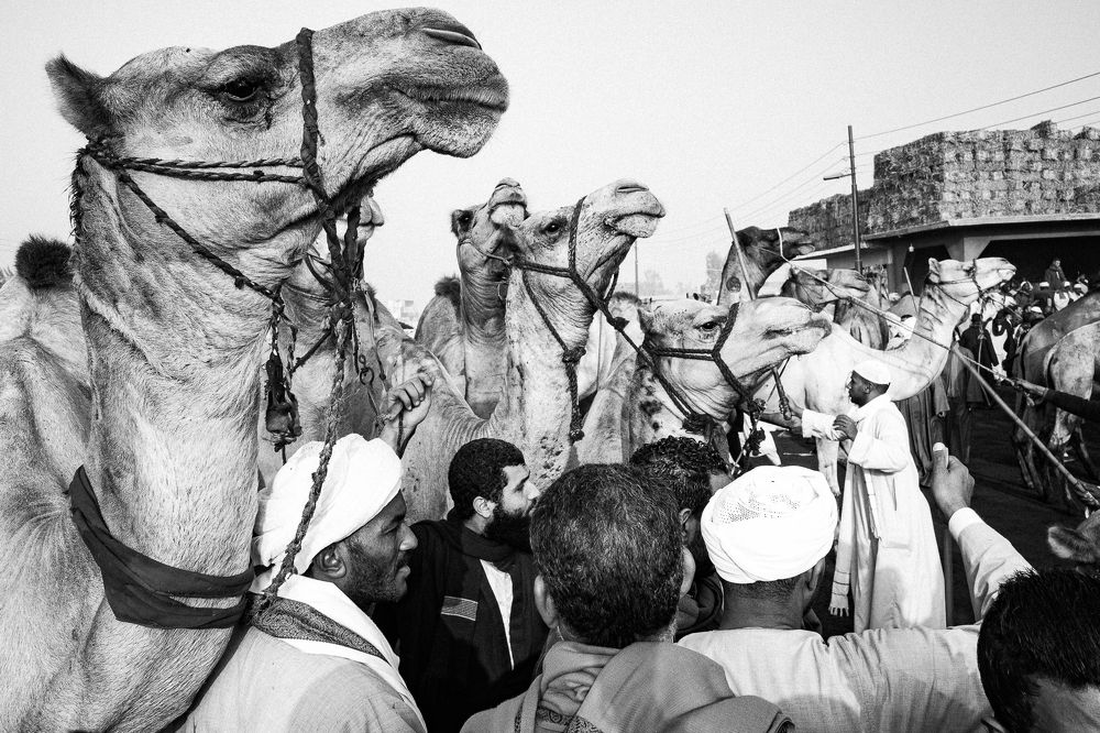 Trading Camels