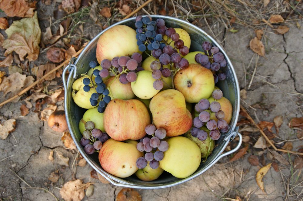 Осенний урожай.