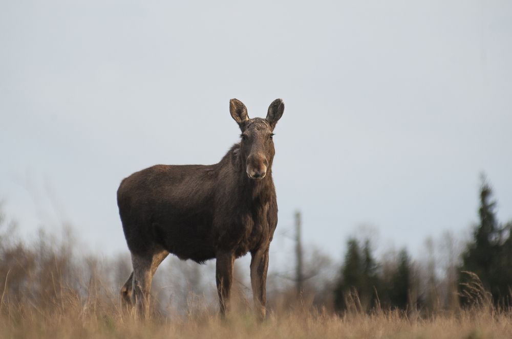 Photograph by Яроцкий Михаил