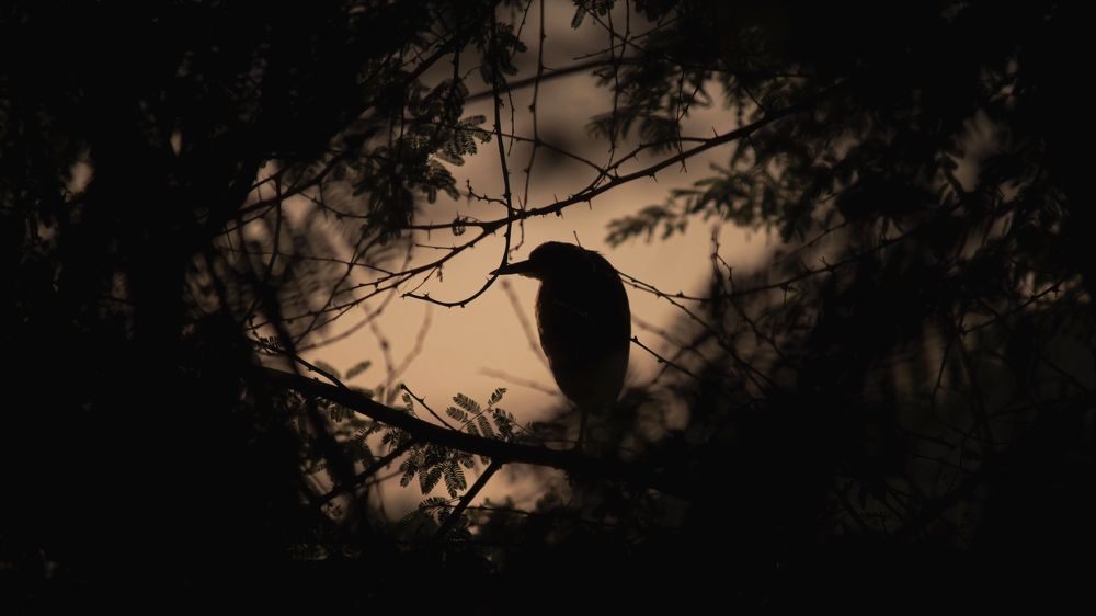 Photograph by Yash Sadawana