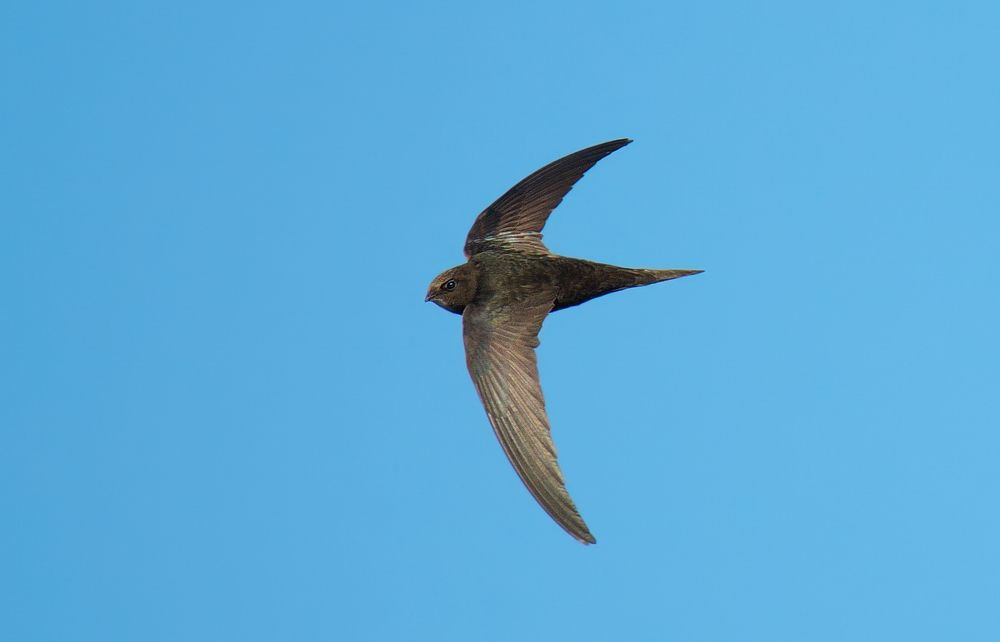 Стриж в полёте