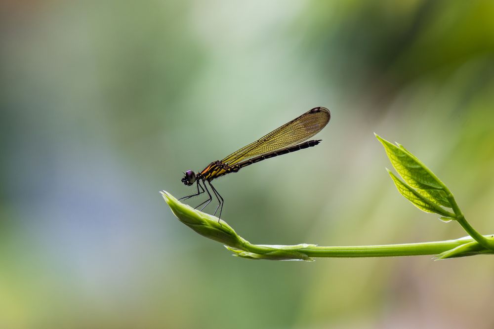 Damsel Fly