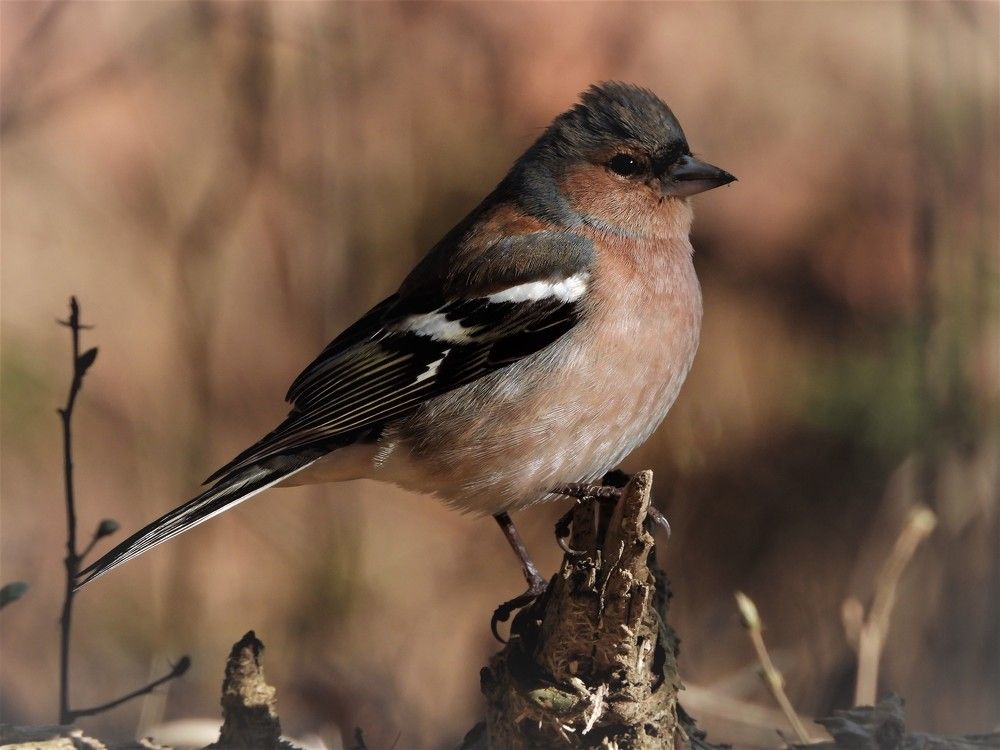 Photograph by Davorin Jurković
