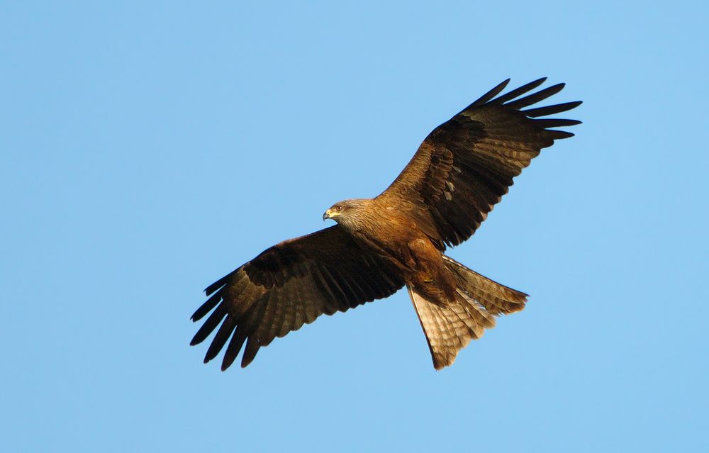 Чёрный коршун