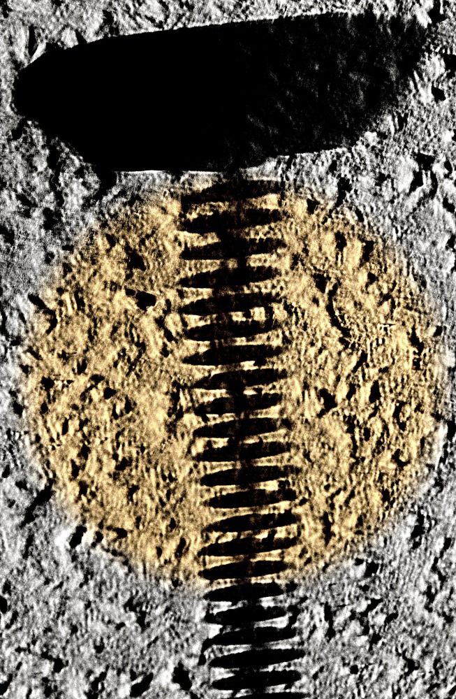 TOMOGRAPHY MUSHROOMS#1