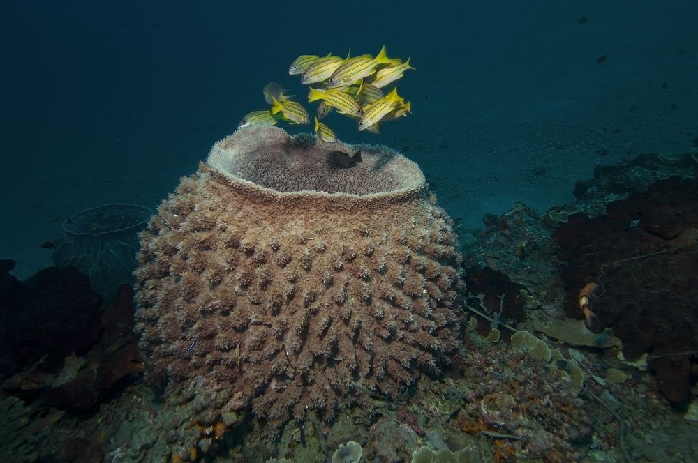 Фотография автора Димитрий Евтушик