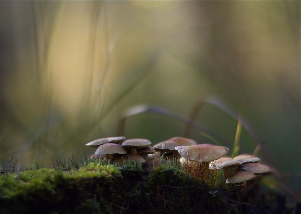 Photograph by Смирнов Андрей