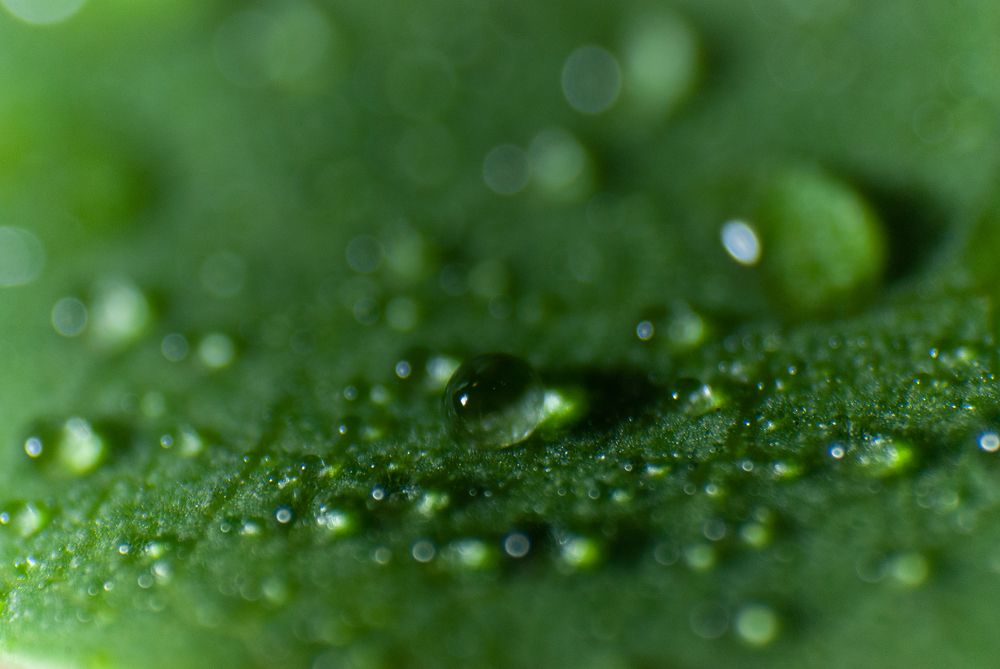 Лист сирени.