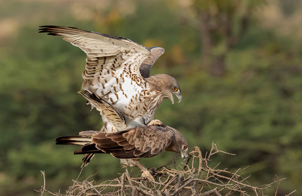 Short Toed Snake Eagle Mating