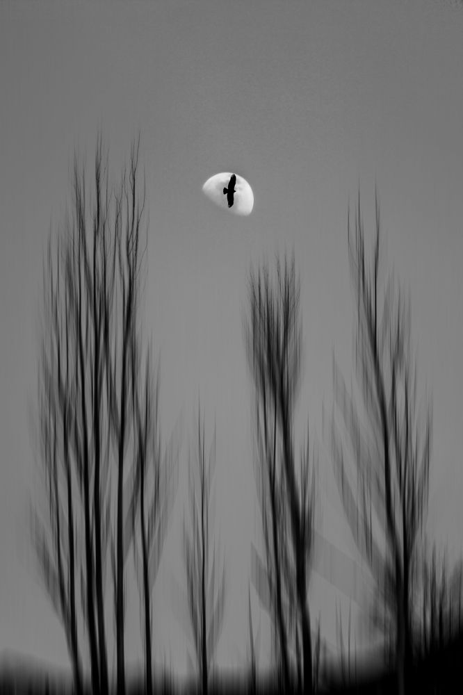 Photograph by aref tahmasbi