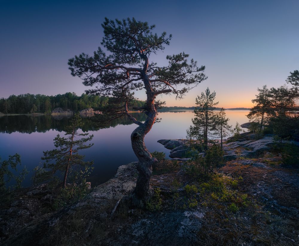 Воля к жизни