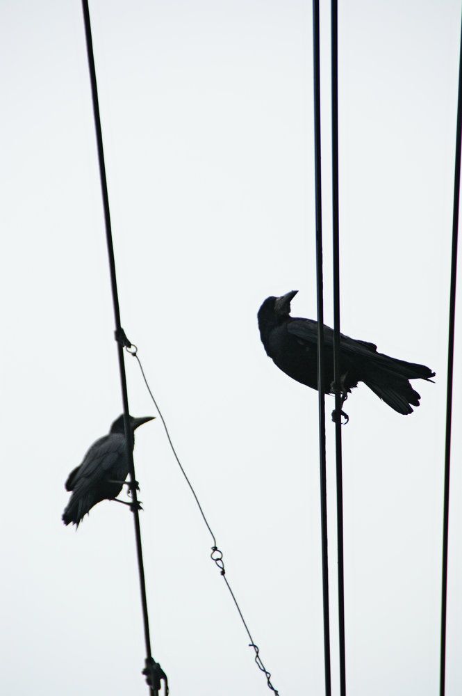 Пернатая разведка.