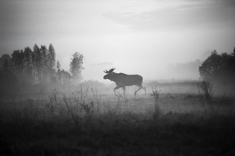 Photograph by Яроцкий Михаил
