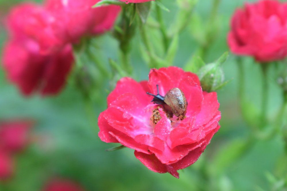 Photograph by Мария Прокопенко