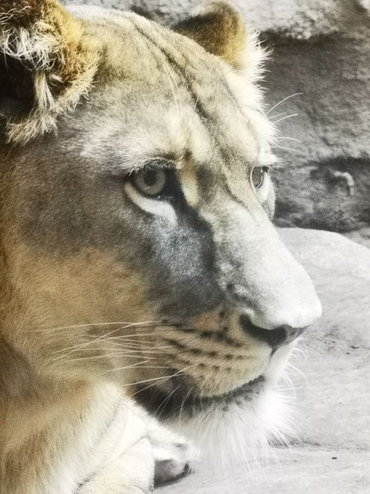 Фотография автора Alena Urlic