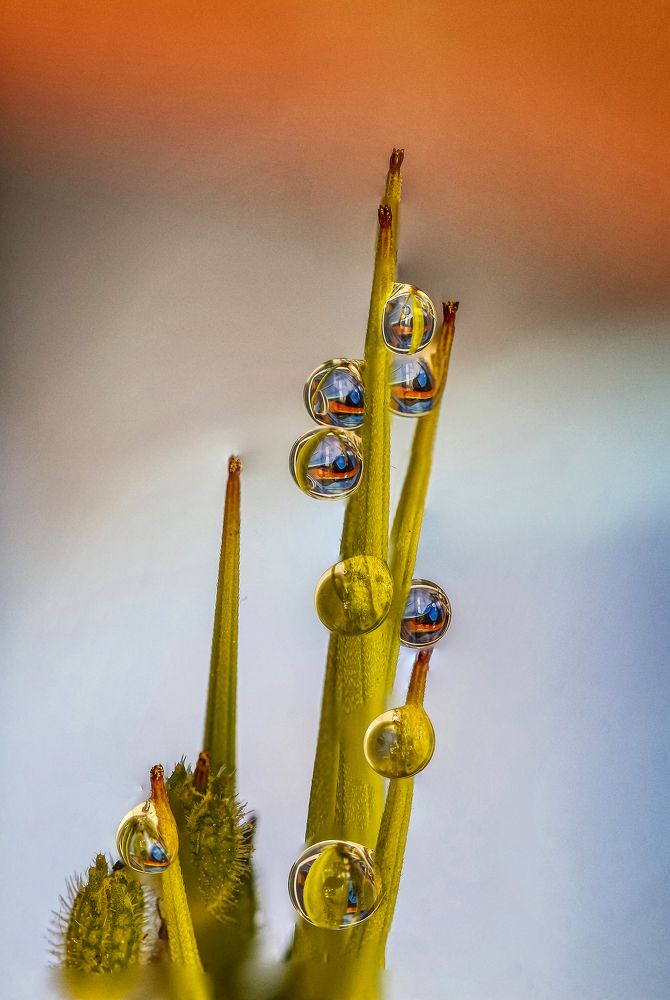 Photograph by António Manuel de Pereira