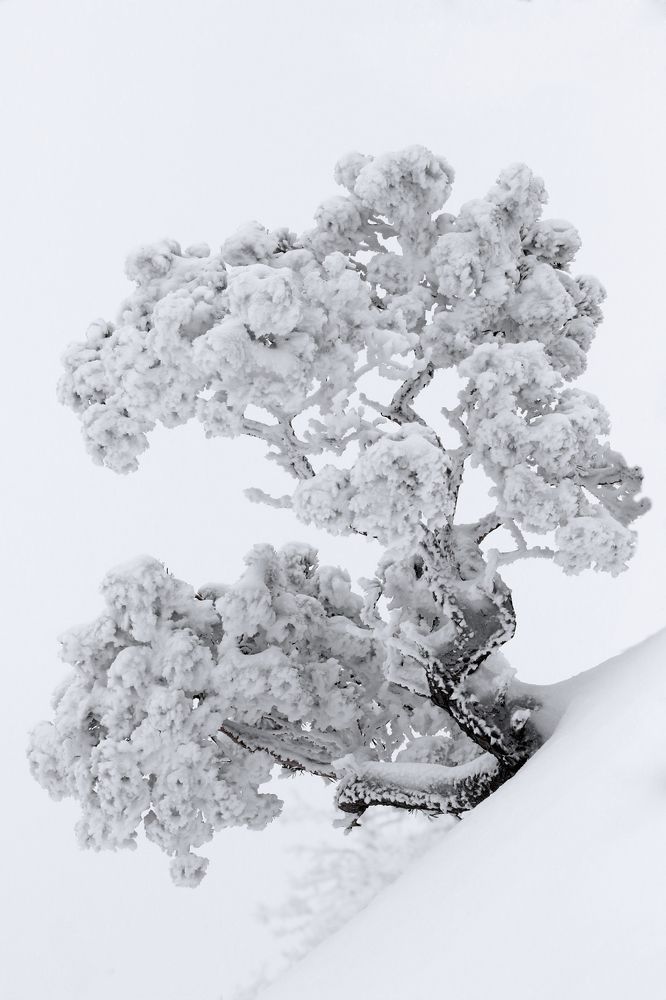 Зимний этюд..