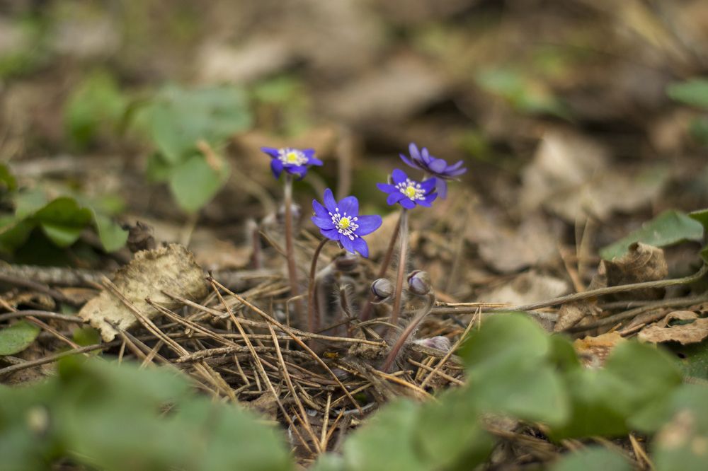 Photograph by Мария Долбич