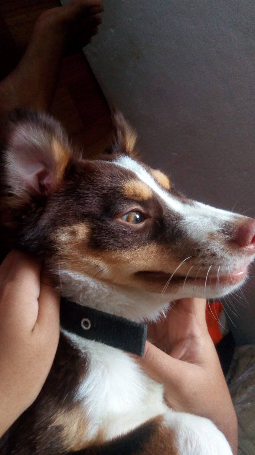 NALA