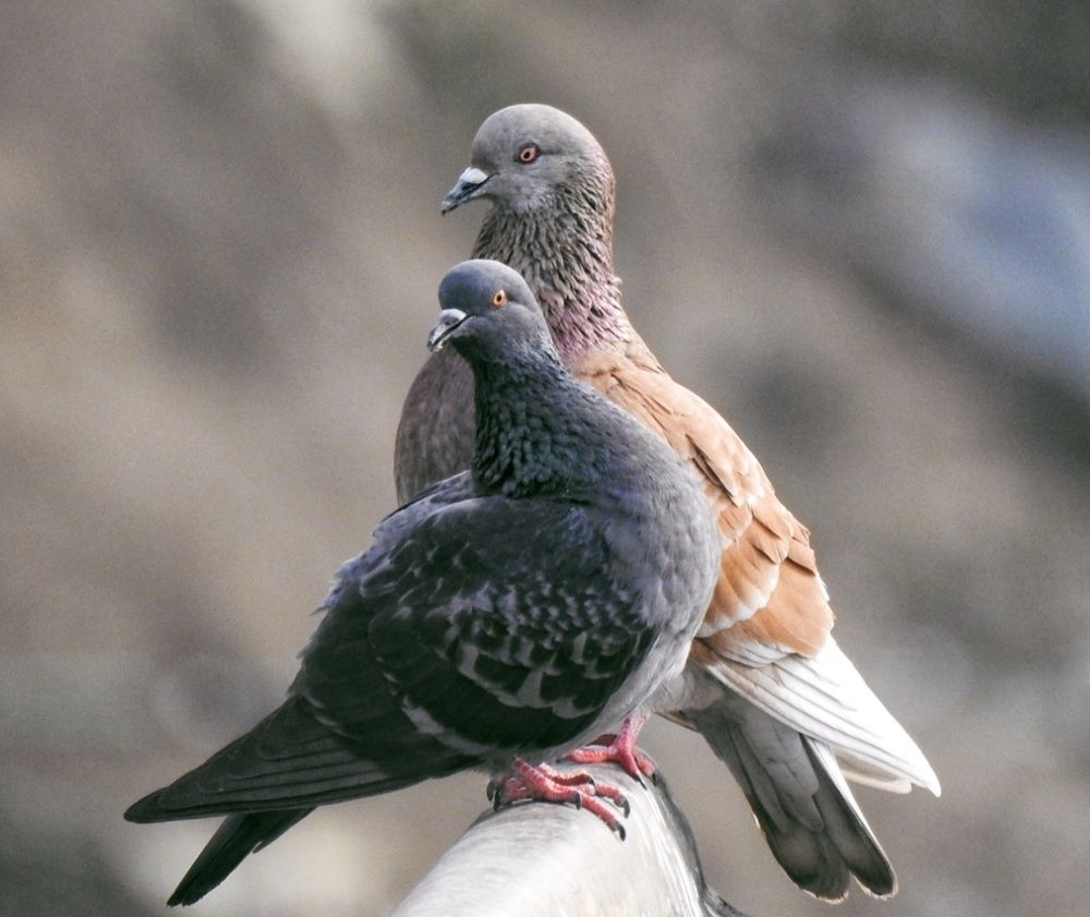 Pigeons