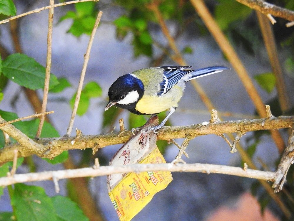 Green backed tit