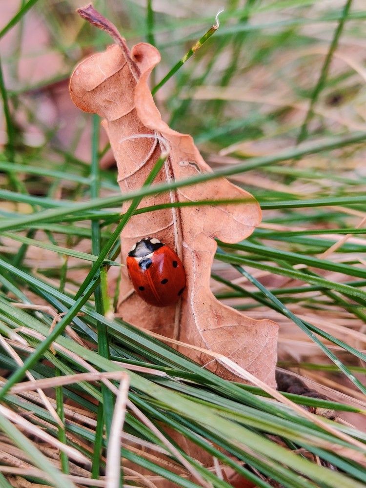 ladybird in her shelter