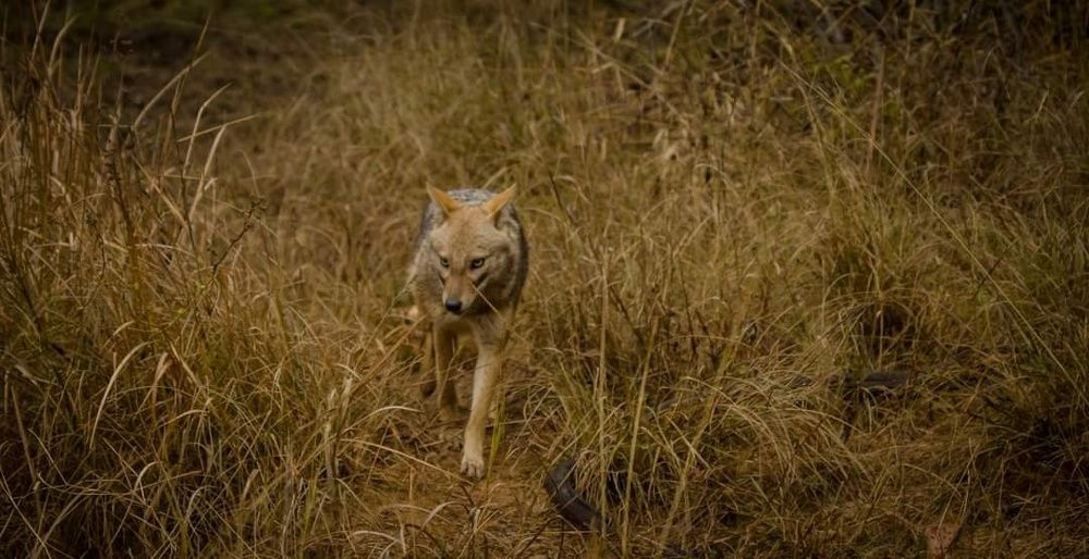 Фотография автора Siddharth Mohan